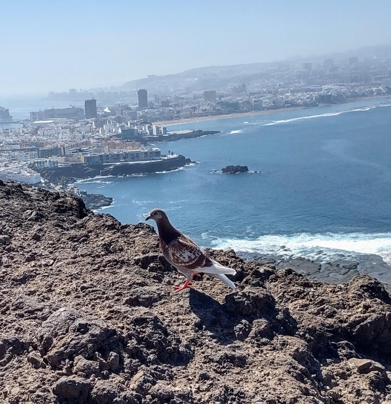 Bkd1 - Apartamento Entero A 50 Metros Playa De Las Canteras لاس بالماس دي غران كاناريا المظهر الخارجي الصورة